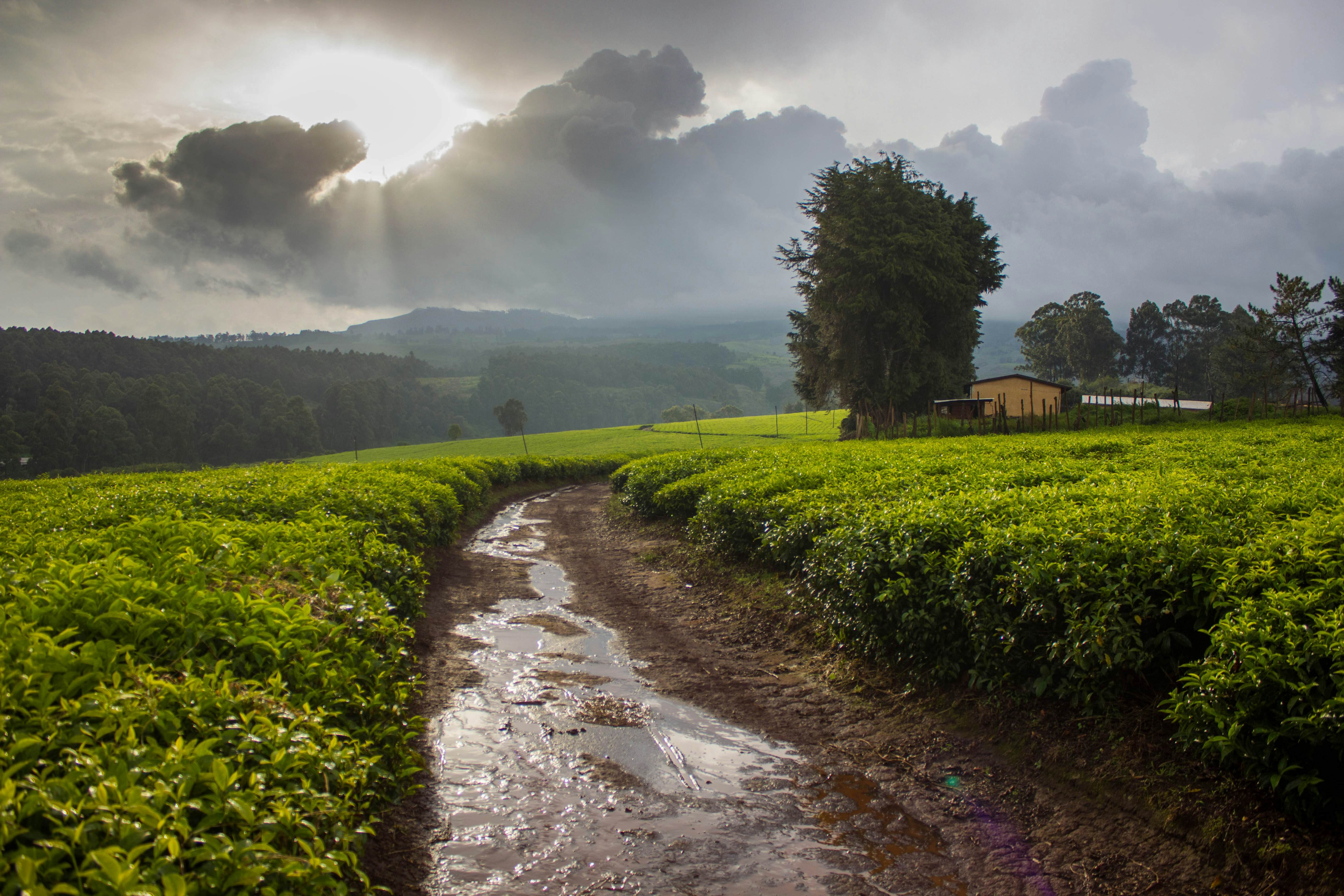 A road through tea fields after a rain storm in the West region of Cameroon.